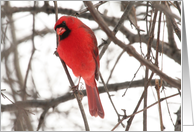 Male Cardinal Blank Card