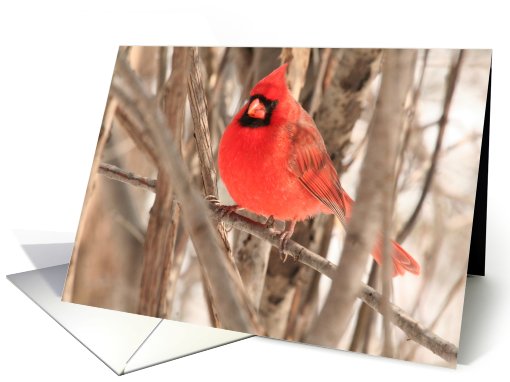 Daddy Cardinal Blank card (585669)
