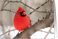 Red Daddy Cardinal Blank Card