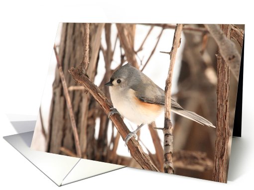 Tufted Titmouse Blank card (585672)