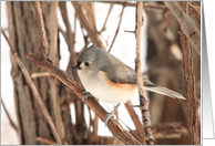 Tufted Titmouse Blank Card