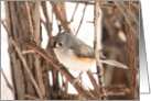 Tufted Titmouse Blank Card