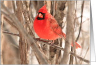 Male Cardinal...