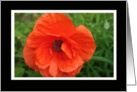 Poppy Administrative Professional Thank You Card