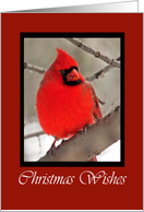 Cardinal Christmas Wishes Card