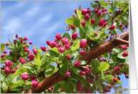 Pink Buds and Blue Sky-Blank card