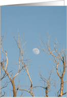 The Moon Through The Trees Blank Card