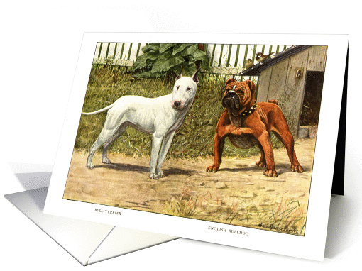 Bull Terrier and English Bulldog Art card (95773)