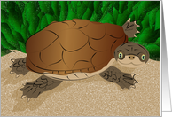 African Side Neck Turtle Illustration card