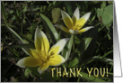 Thank You Crocus flower card! card