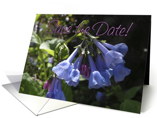 Save the Date. Wedding date. Virginia Bluebells. Flowers card (626074)