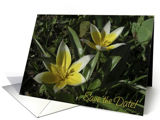 Save the Date. Wedding date. Crocus. Spring Flowers card (626695)