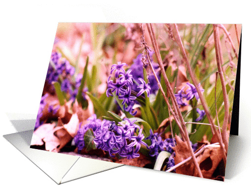 Spring card (62546)
