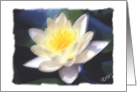 Water Lily-Congratulations card