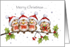 Four cute robins with Santa’s hat on branch for Christmas greetings. card