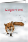 A Fox greeting in snow, Merry Christmas! card