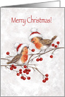 Merry Christmas, Cute Robins on Branch with Red Berries card