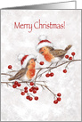 Season’s Greetings to My Colleague, Two Robins on Branches with Berries card