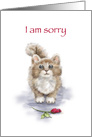 I am Sorry, Cute Cat with Sad Eyes with Rose in Front card