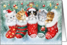 Christmas Cats in Socks card