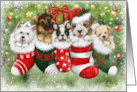 Christmas dogs in Socks card