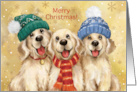 Merry Christmas Three Golden Dogs card