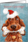 Dog with Santa’s Hat and Wrapped Bone Season’s Greetings card