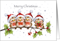 Four cute robins with Santa’s hat on branch for Christmas greetings. card