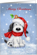 Lovely dog with robin on the Santa’s hat, Merry Cristmas to my friend. card