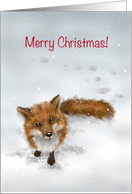 A Fox greeting in snow, Merry Christmas! card