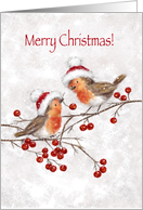Merry Christmas, Cute Robins on Branch with Red Berries card