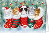 Christmas Cats in...