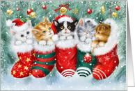 Christmas Cats in Socks card