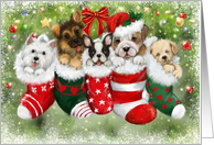 Christmas dogs in Socks card