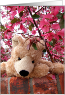 Apple Blossom Teddy card