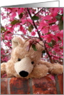 Apple Blossom Teddy card