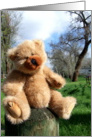Nature Bear card