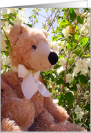 Tree Climber Teddy Bear card