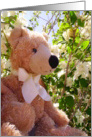 Tree Climber Teddy Bear card