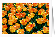 Mother’s Day Pastel Tulips card