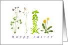 Easter wild flowers delicate simple accurate illustration card