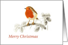 Accurate Robin on Raspberry branch Illustration Merry Christmas Card