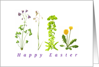 Easter wild flowers delicate simple accurate illustration card