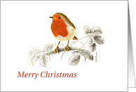 Accurate Robin on Raspberry branch Illustration Merry Christmas Card