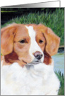 Nova Scotia Duck Toller Retriever Dog Painting Birthday Card