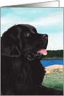 Newfoundland Black Newfie Dog Sympathy card