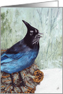 Stellar’s Jay, Songbird, Feeling Blue, Encouragement card