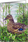 Mallard Duck Wild Bird Painting Earth Day card