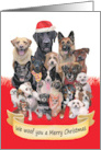 Christmas from or for Dog Walker Trainer Sitter card
