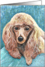 Brown Apricot Toy Miniature Poodle Dog Breed Painting card